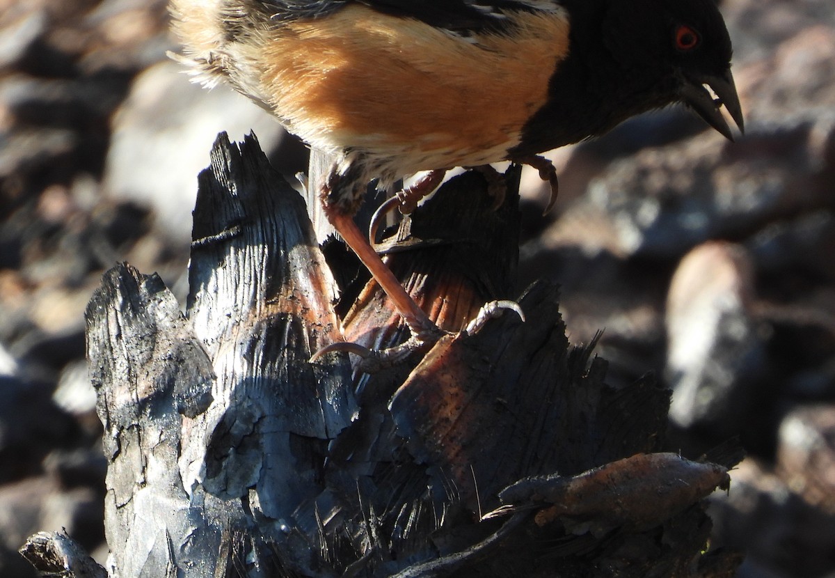 Spotted Towhee - ML357343711