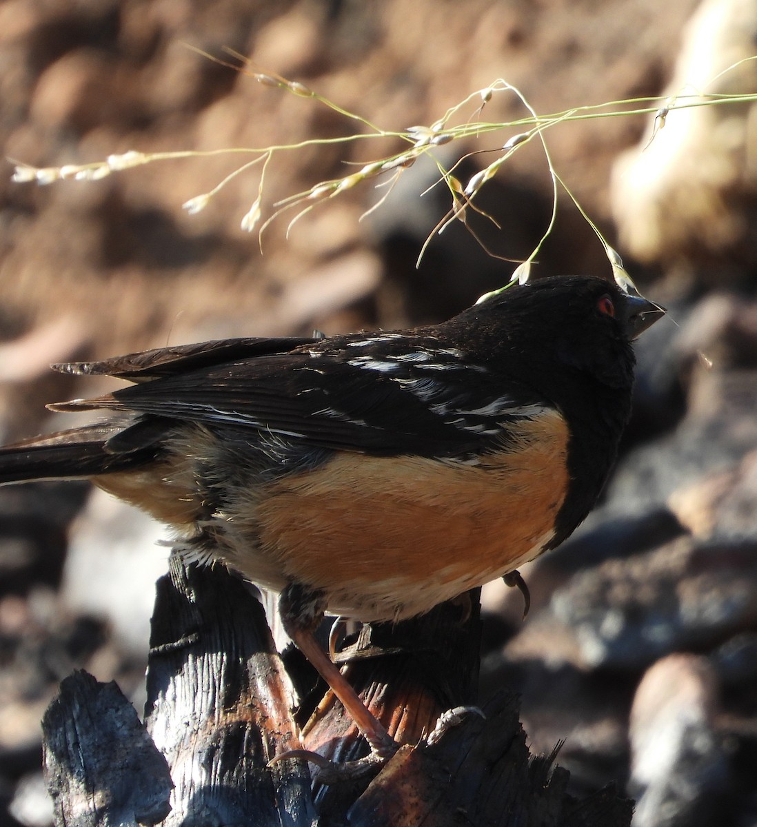 Spotted Towhee - ML357343721