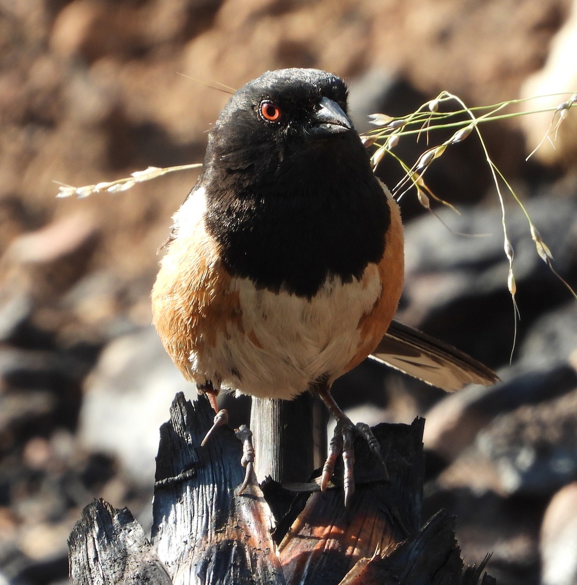 Spotted Towhee - ML357343731