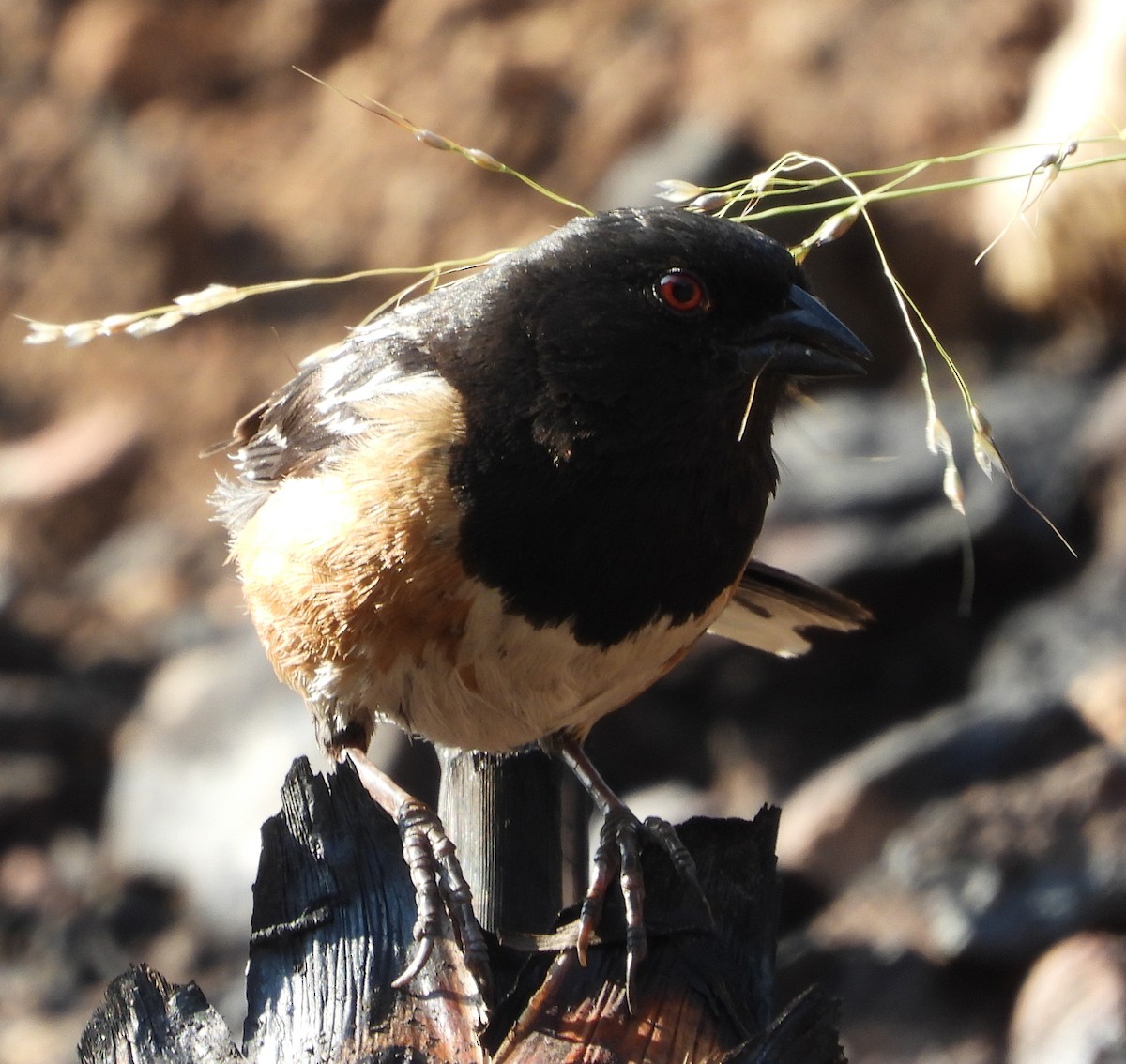 Spotted Towhee - ML357343741