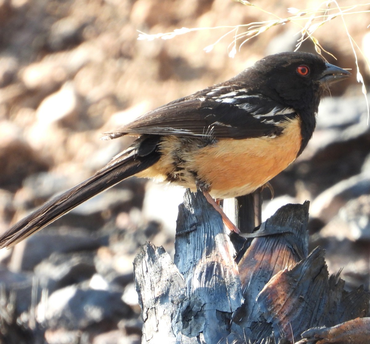 Spotted Towhee - ML357343771
