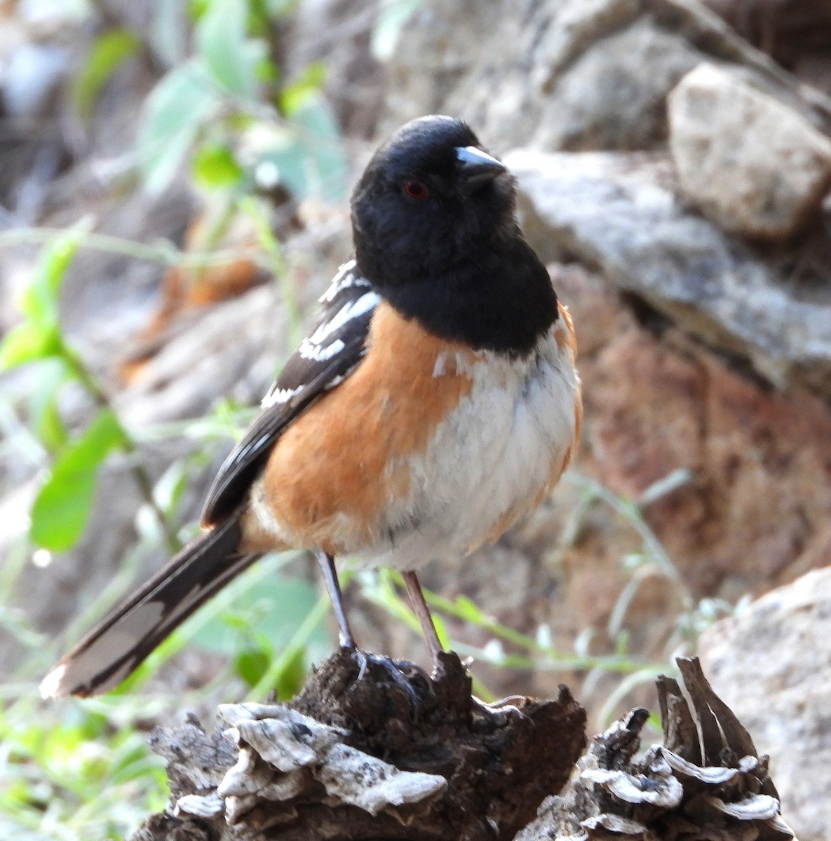 Spotted Towhee - ML357343781