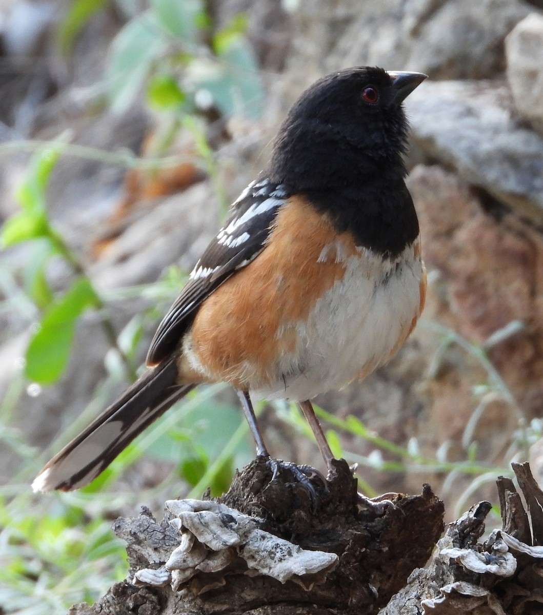 Spotted Towhee - ML357343831