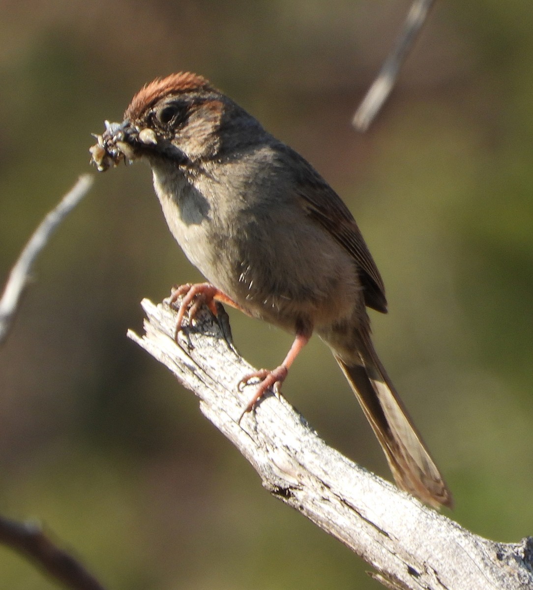 Rufous-crowned Sparrow - ML357343851