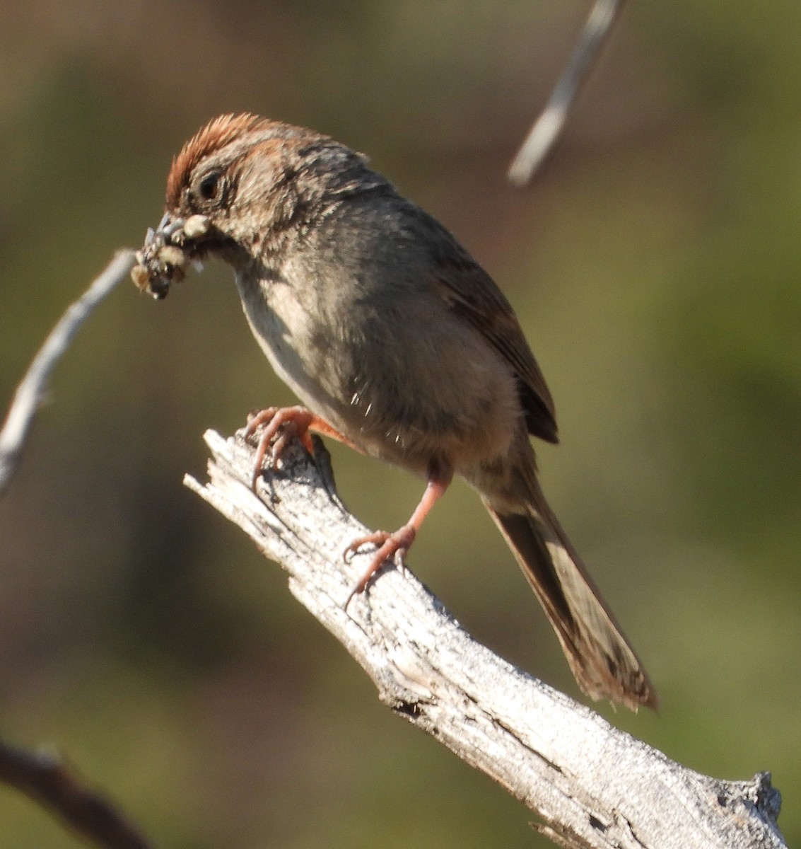 Rufous-crowned Sparrow - ML357343891