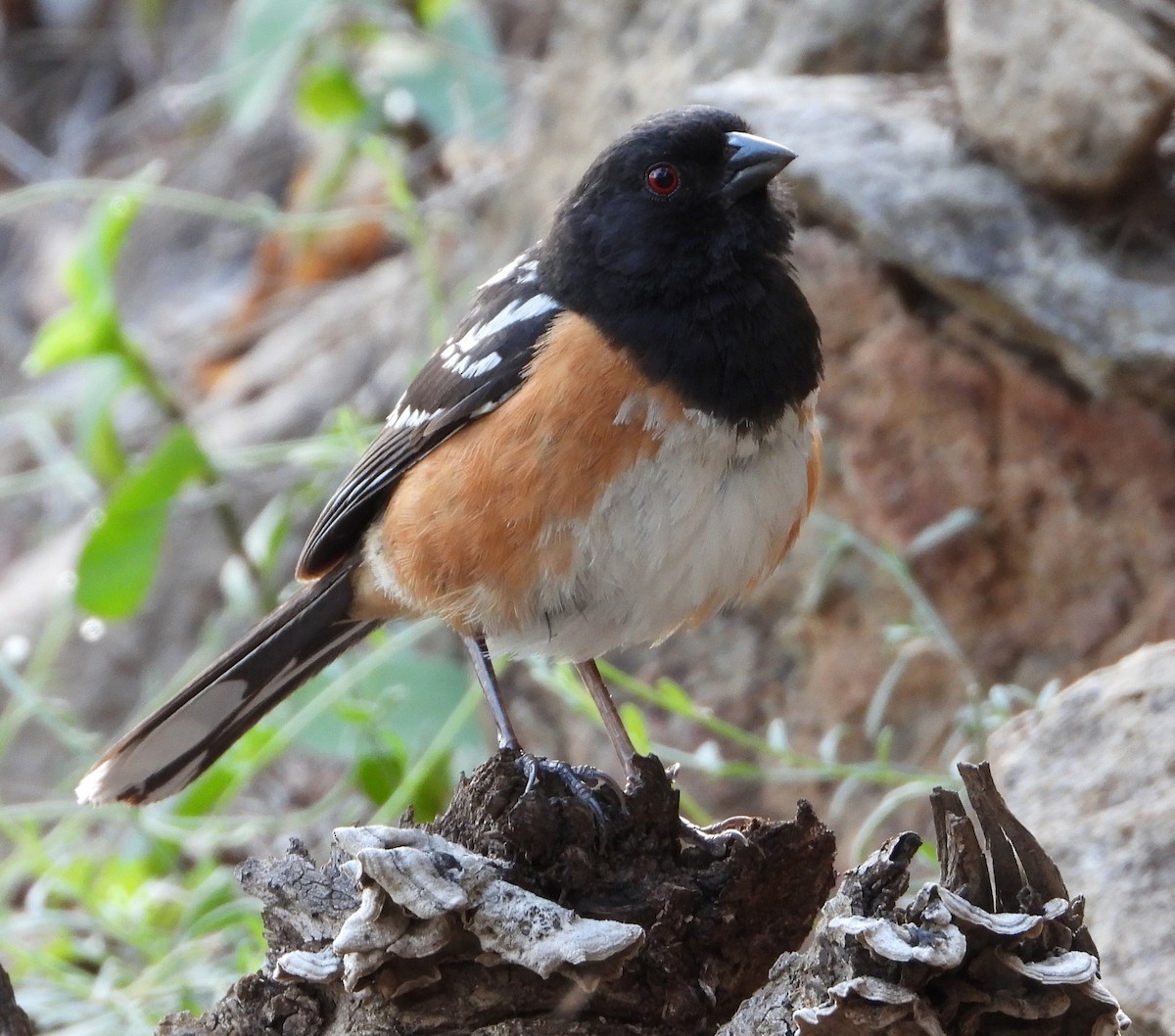 Spotted Towhee - ML357343971