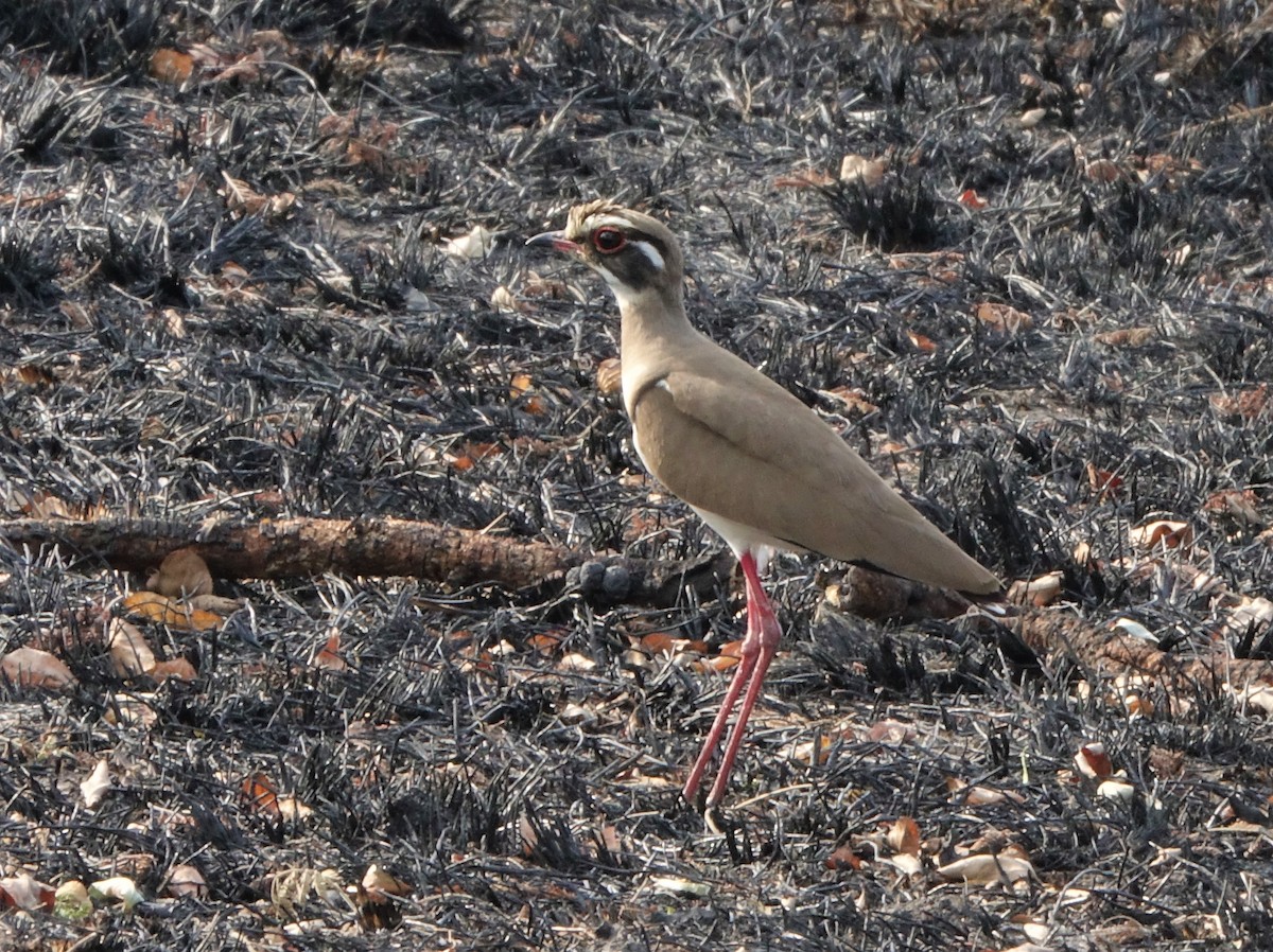 Bronze-winged Courser - Stephen Greenfield