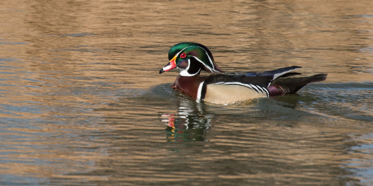 Wood Duck - Robb Bell