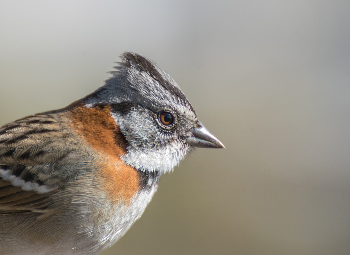Rufous-collared Sparrow (Rufous-collared) - ML357350401