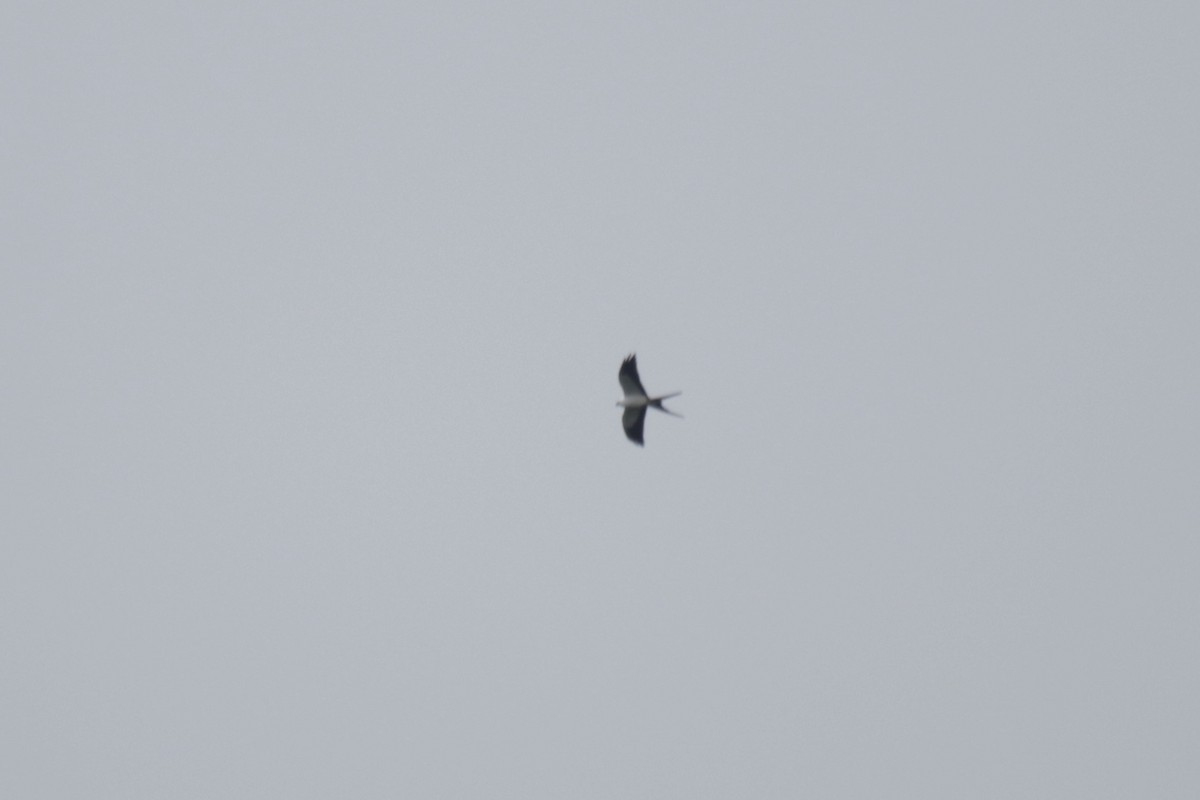 Swallow-tailed Kite - Doug Kibbe