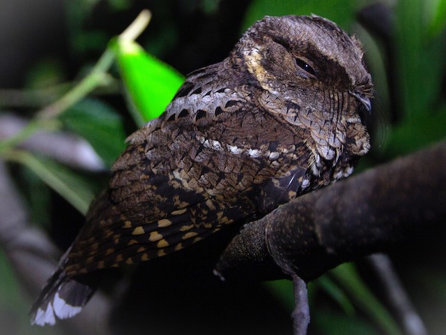 Adult gray morph - Yucatan Poorwill - 