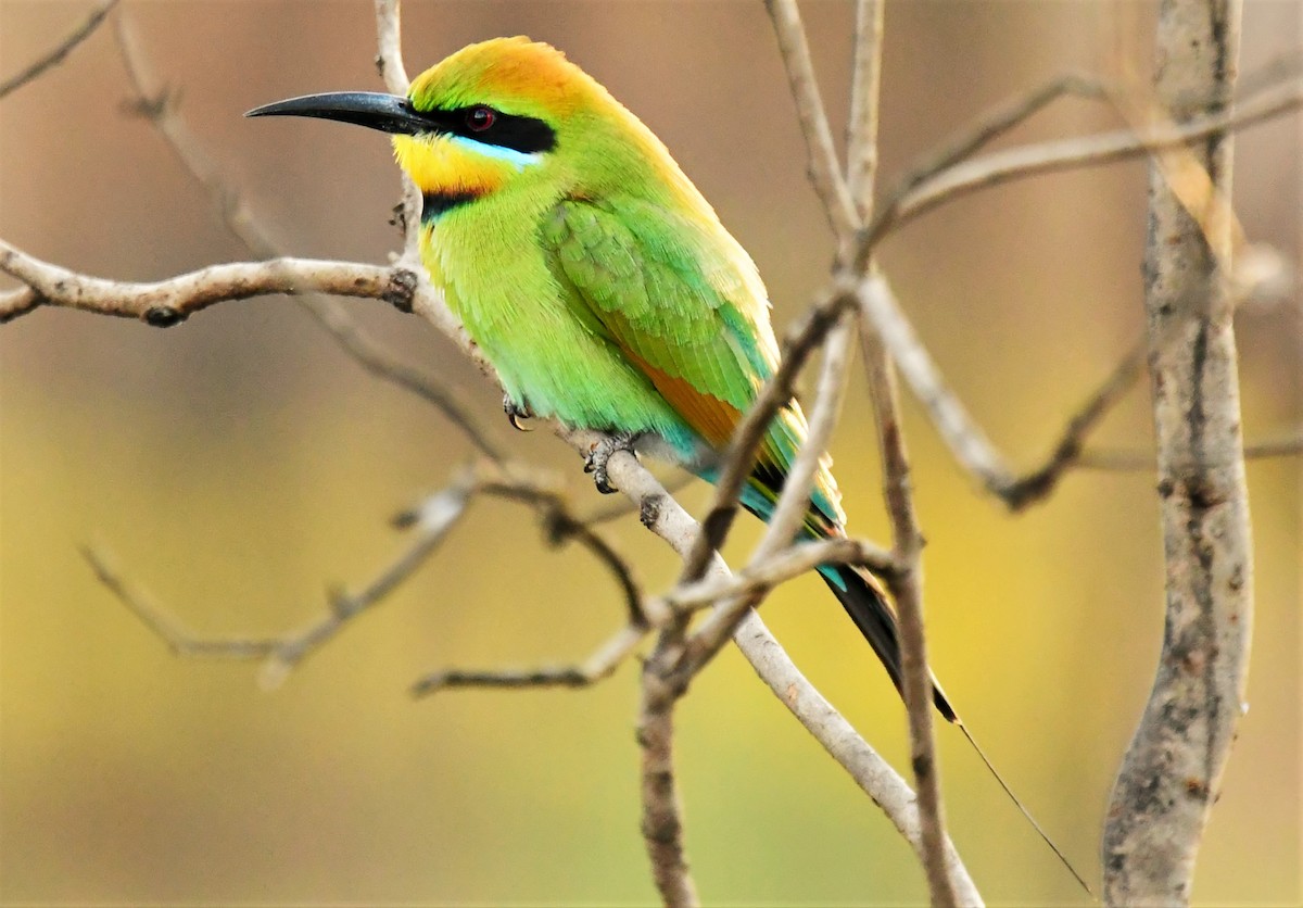 Rainbow Bee-eater - Ron Sawyer