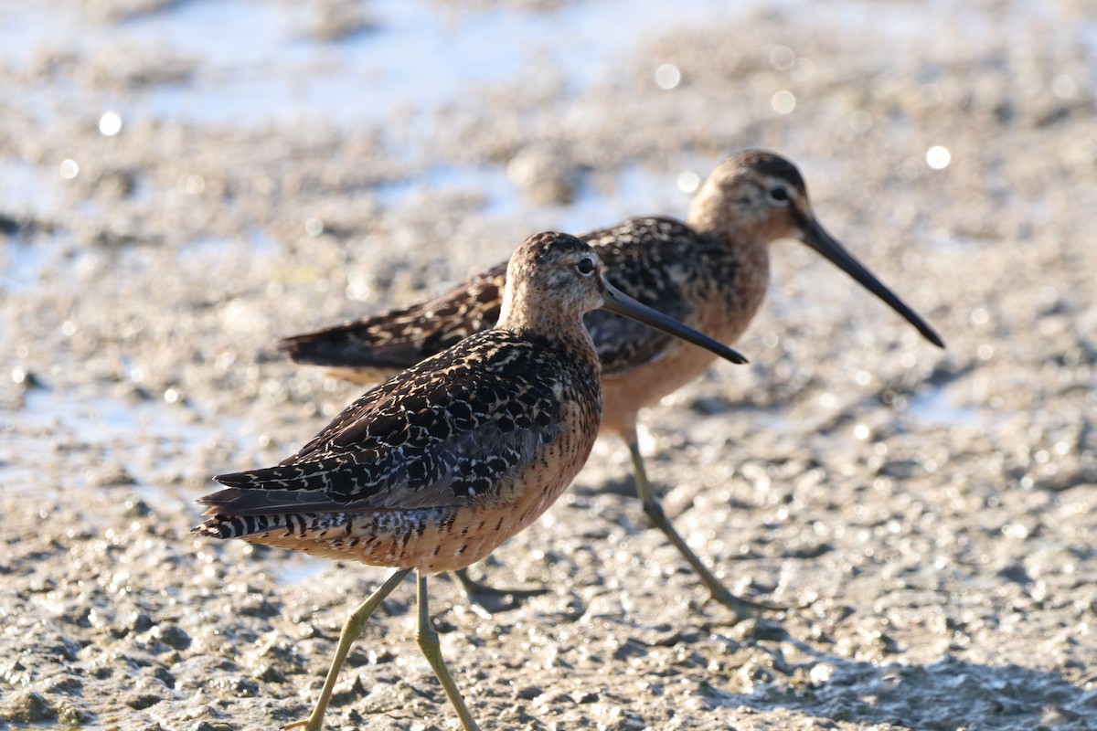 Long-billed Dowitcher - ML357361191