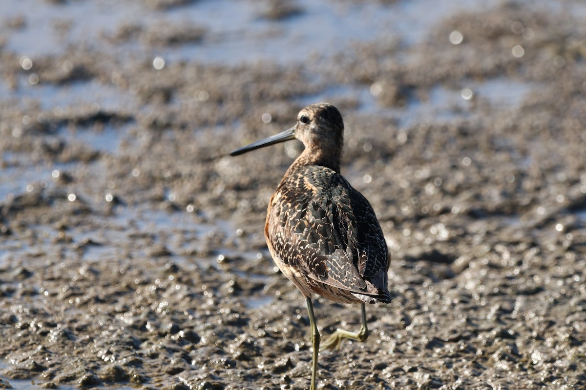 Long-billed Dowitcher - ML357361771