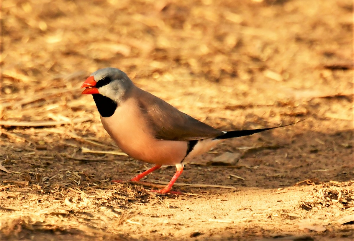 Long-tailed Finch - Ron Sawyer