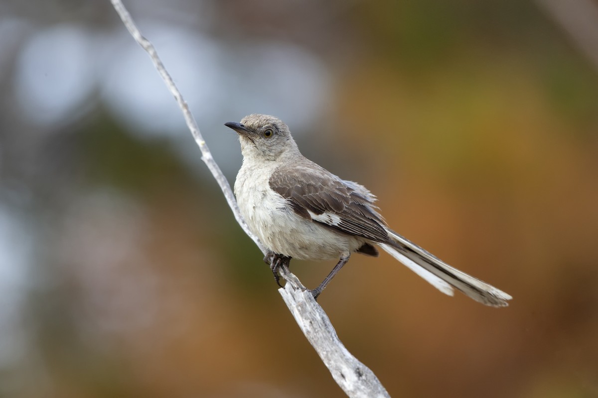 Northern Mockingbird - Loni Ye