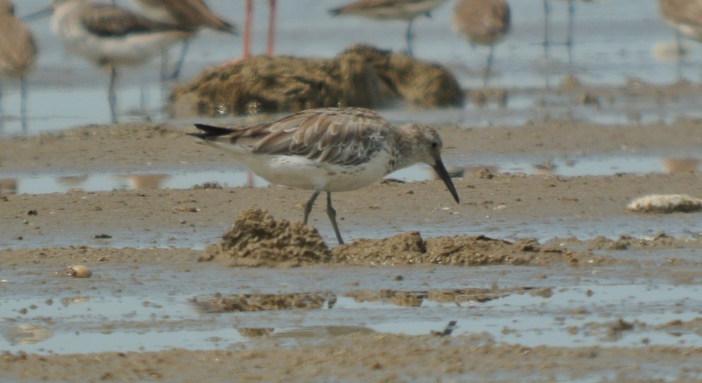 Great Knot - ML357369981