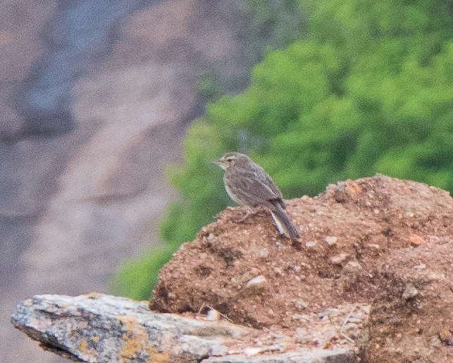 Long-billed Pipit (Indian) - ML357377611