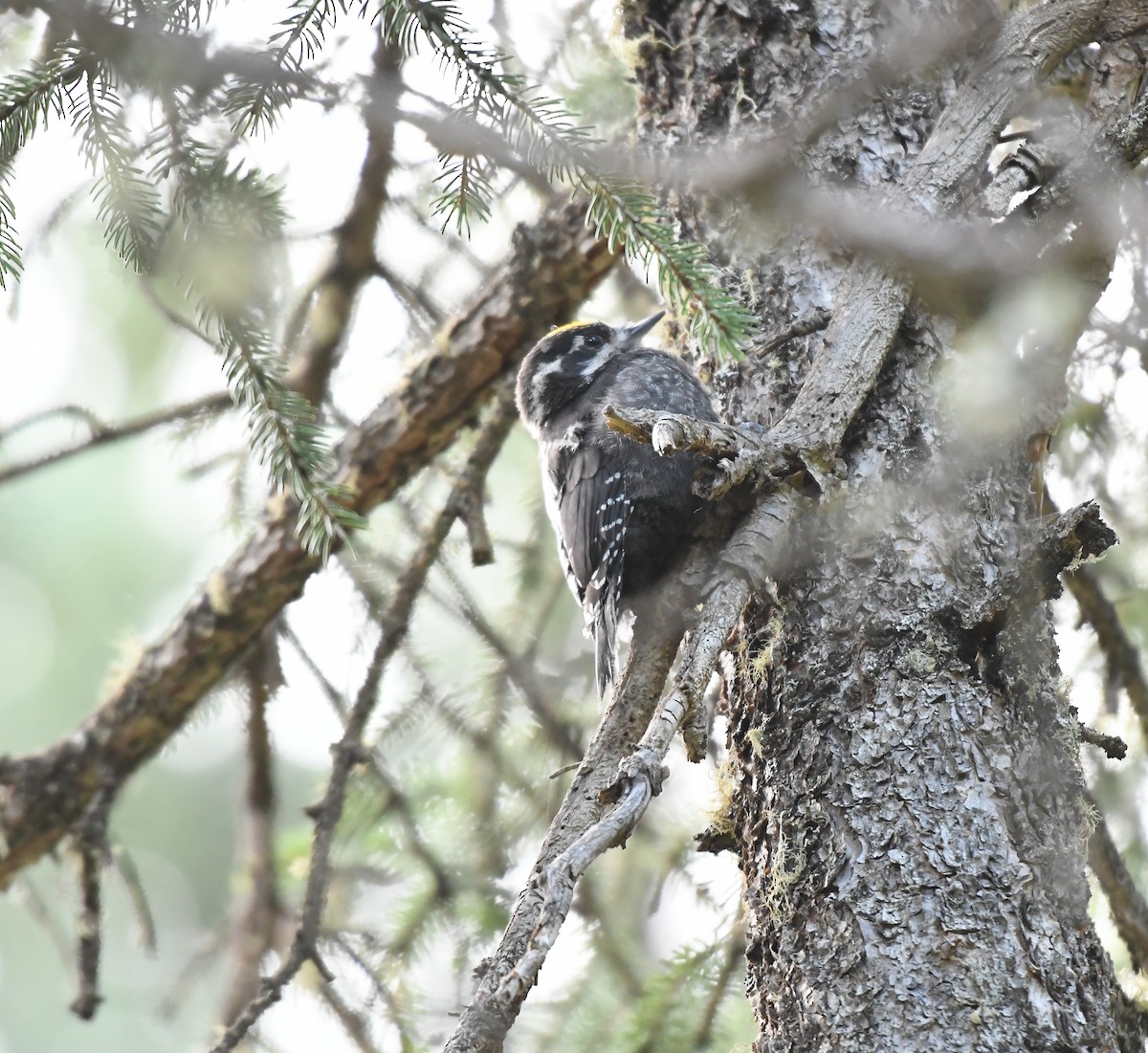 Eurasian Three-toed Woodpecker (Dark-bodied) - ML357377821