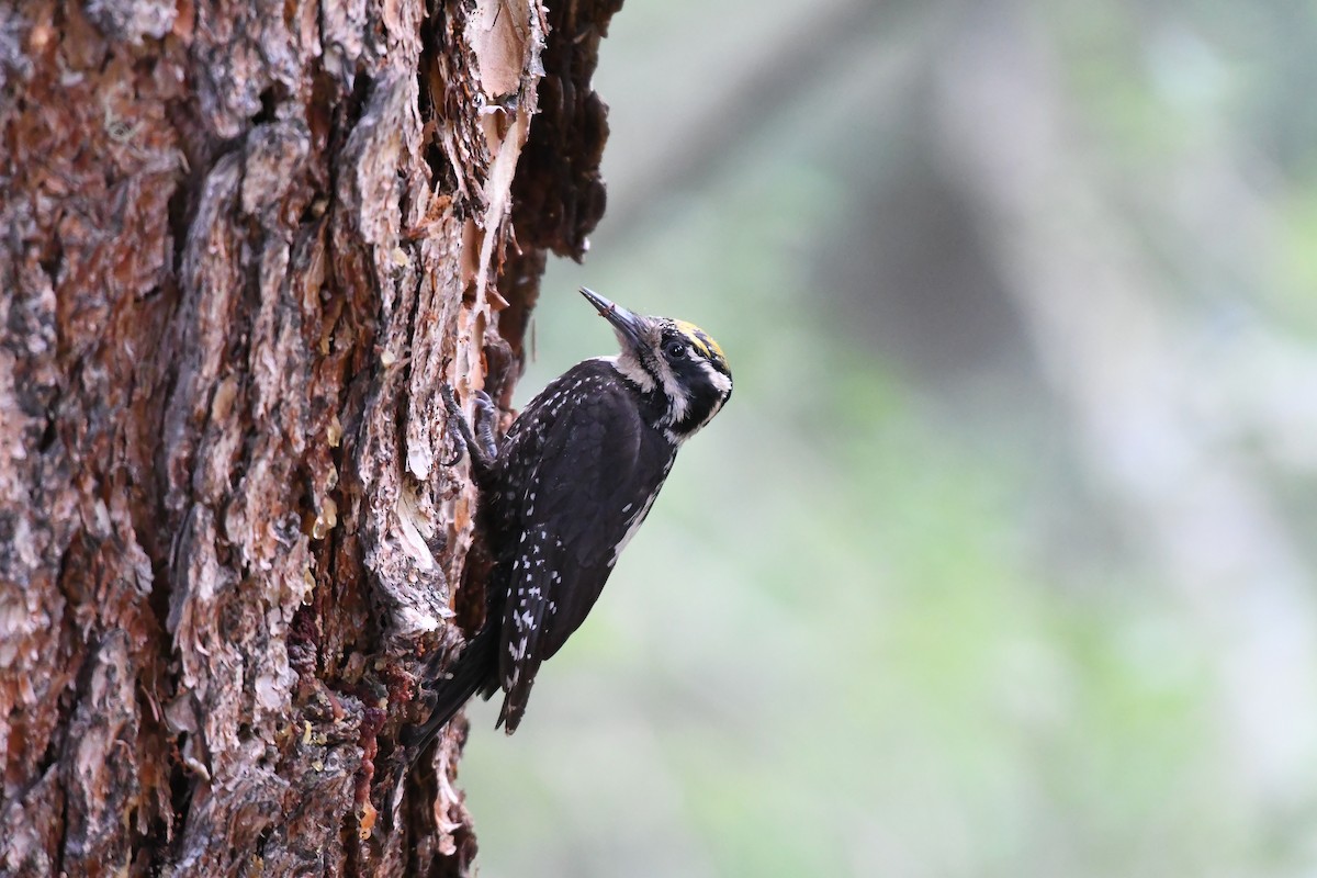 Eurasian Three-toed Woodpecker (Dark-bodied) - Joye Zhou