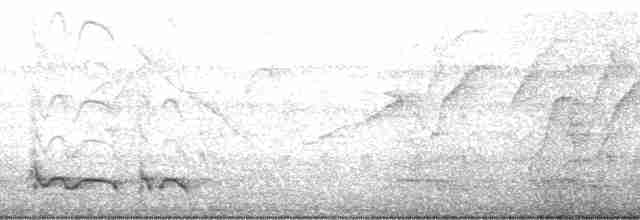 Kaatinga Pufkuşu (maculatus) - ML35738