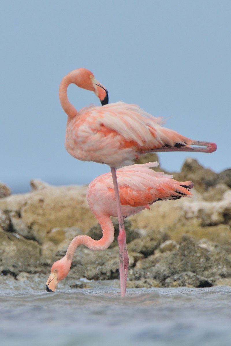 American Flamingo - Michiel Oversteegen