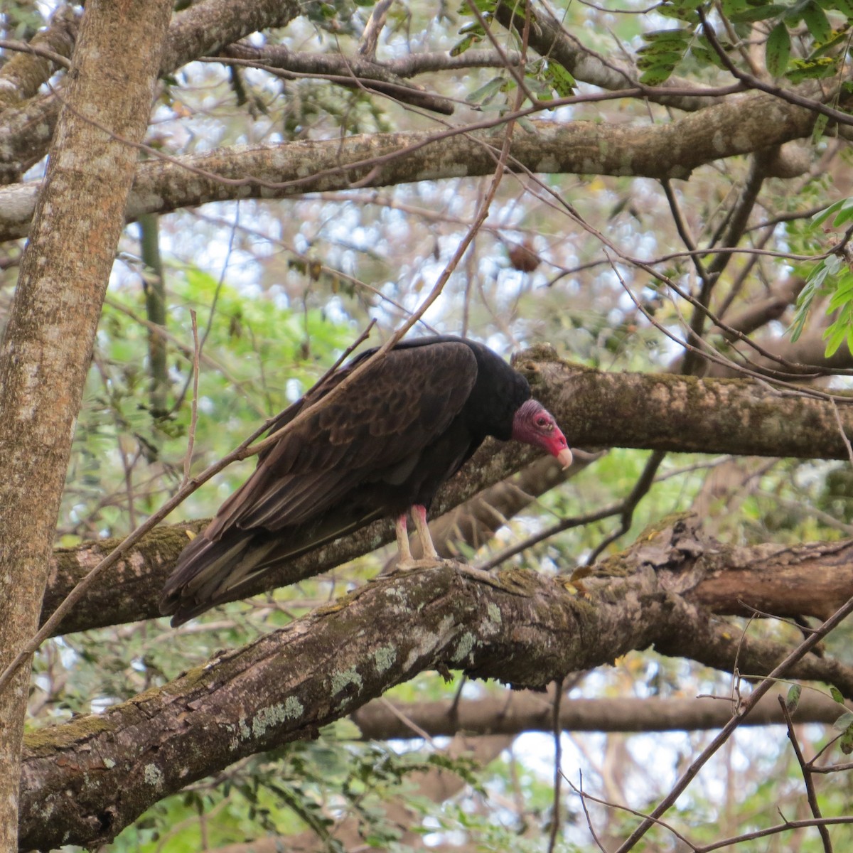 Turkey Vulture - ML35738241