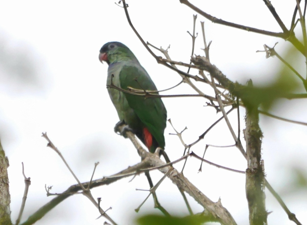 Red-billed Parrot - ML357383541
