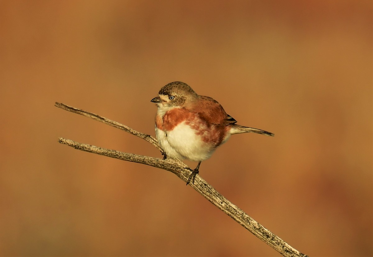 Chestnut-breasted Whiteface - ML357384891