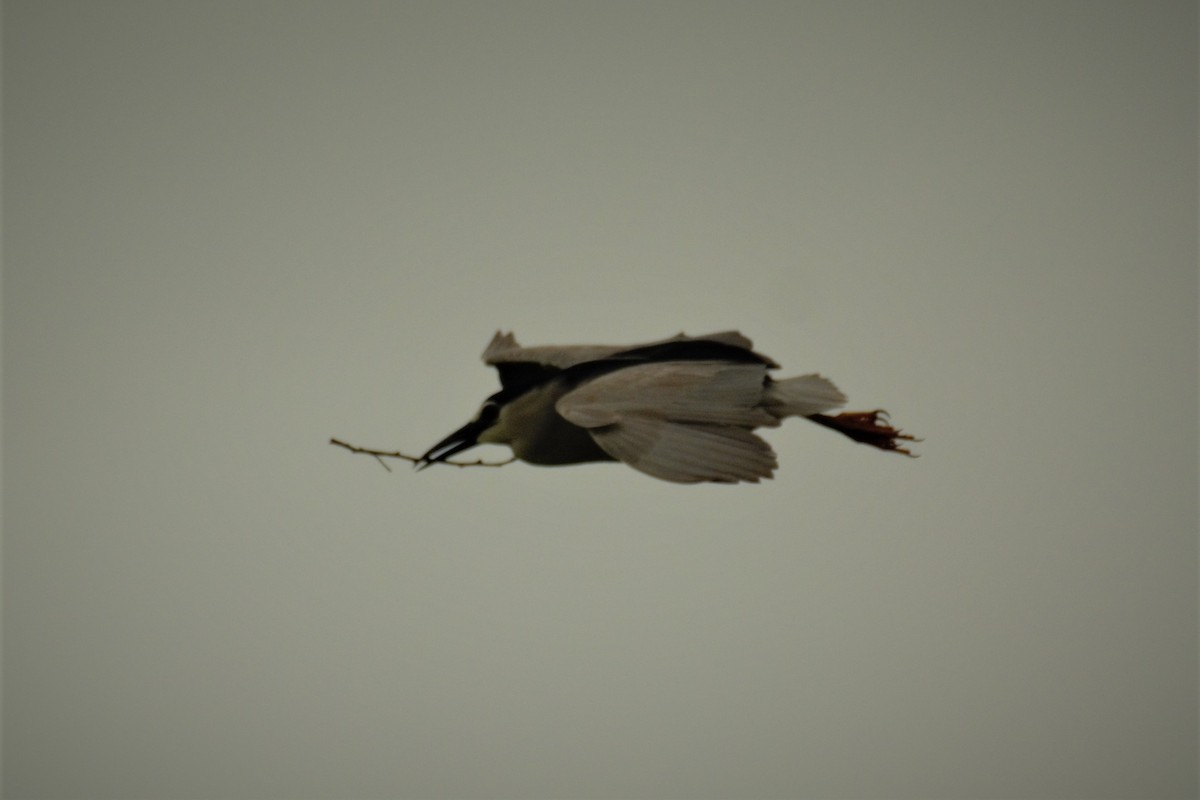Black-crowned Night Heron - ML357385891