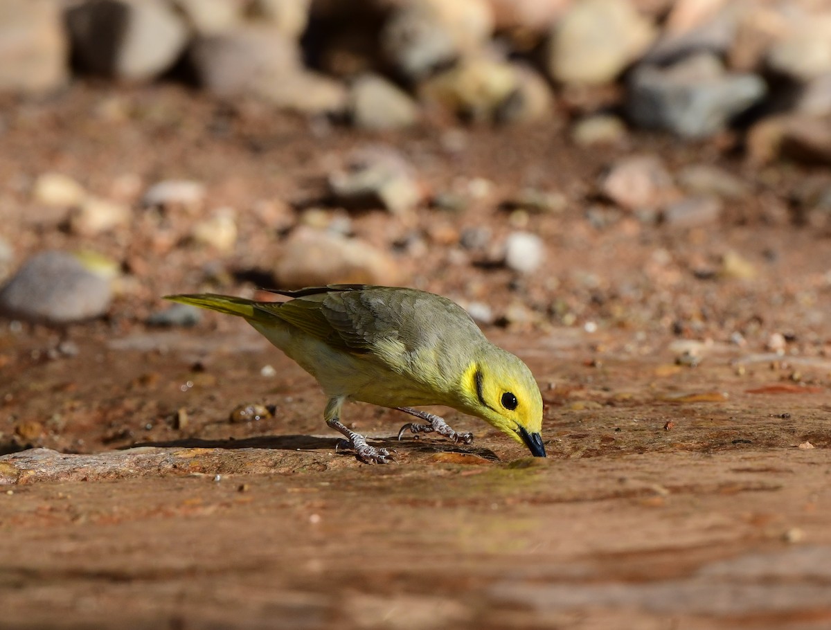 Yellow-tinted Honeyeater - Andy Gee