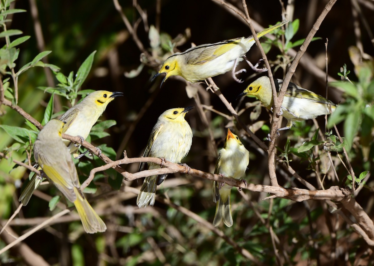 Yellow-tinted Honeyeater - Andy Gee
