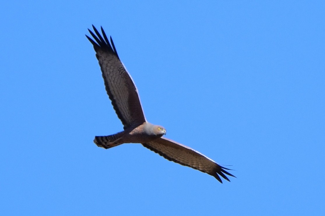 Spotted Harrier - ML357390391