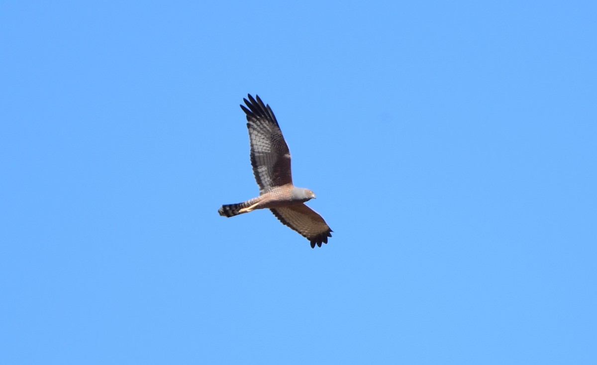 Spotted Harrier - ML357390401