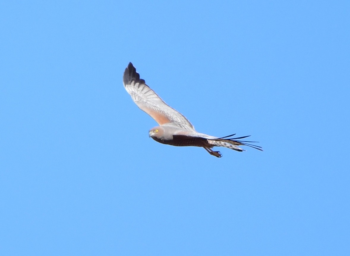 Spotted Harrier - ML357390411