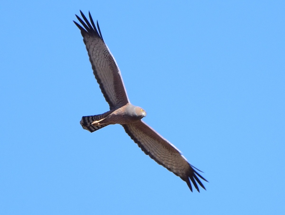 Spotted Harrier - ML357390421