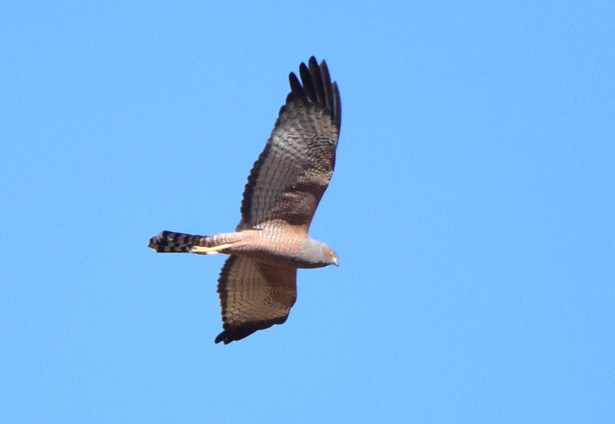 Spotted Harrier - ML357390431
