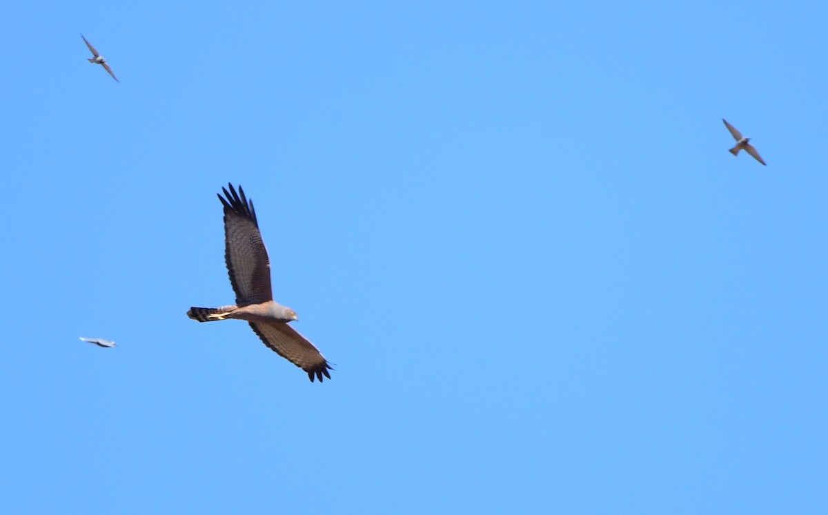 Spotted Harrier - ML357390441