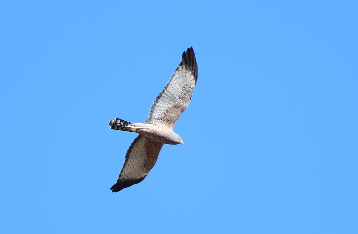 Spotted Harrier - ML357390461