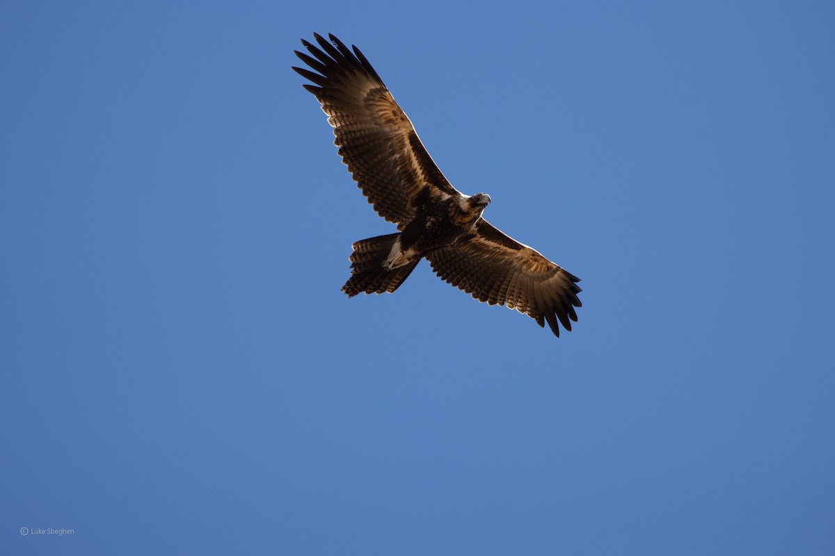 Wedge-tailed Eagle - ML357392221