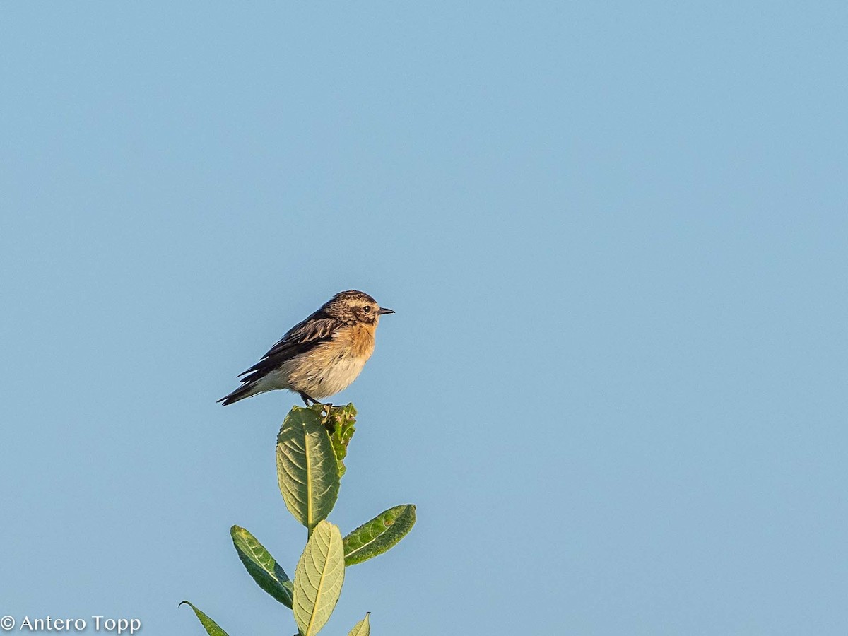 Whinchat - ML357392821