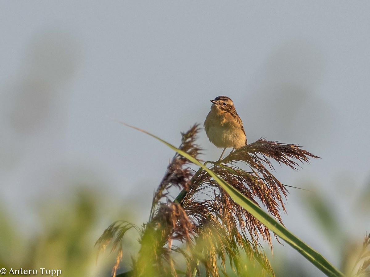 Whinchat - ML357392831