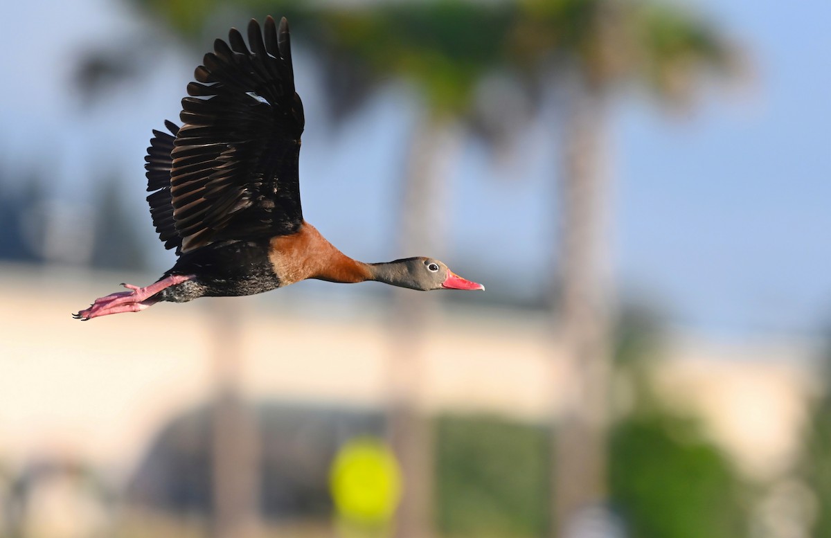 eBird Checklist 22 Jul 2021 The Celery Fields 24 species