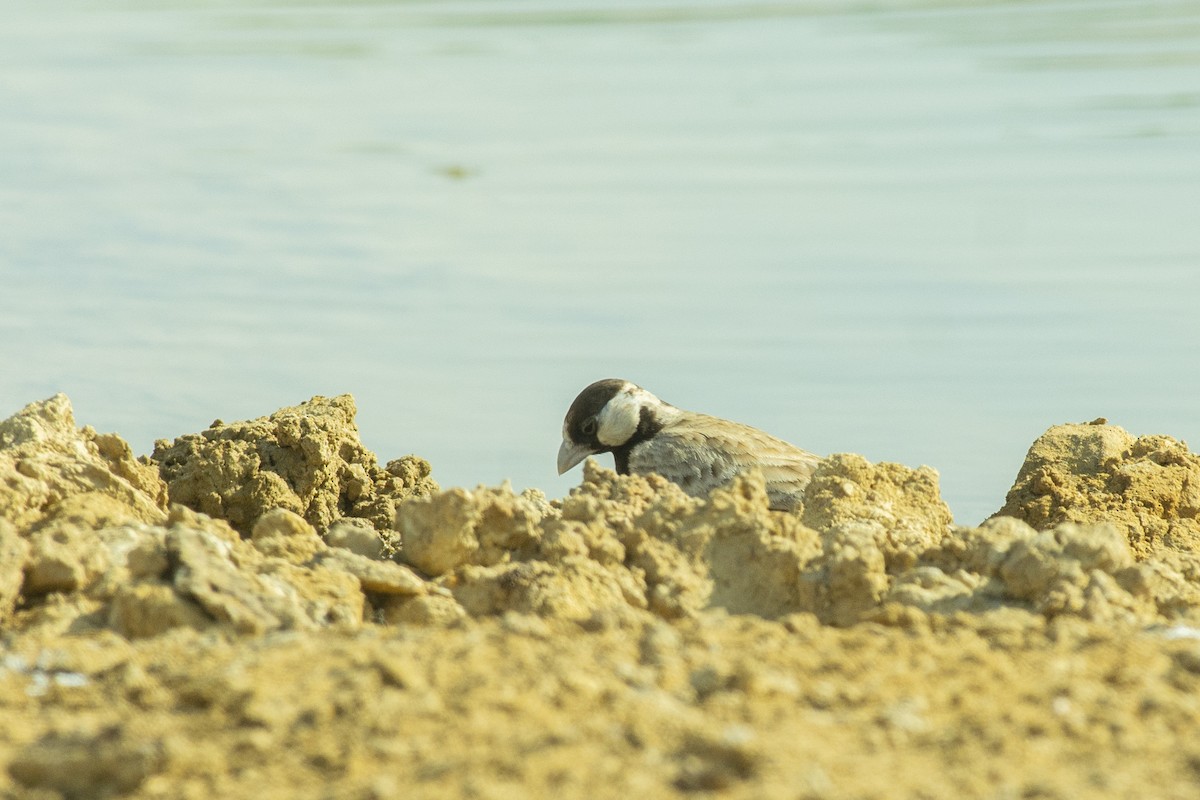 Black-crowned Sparrow-Lark - Chirag Ahuja