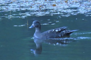 African Black Duck, ML357395991