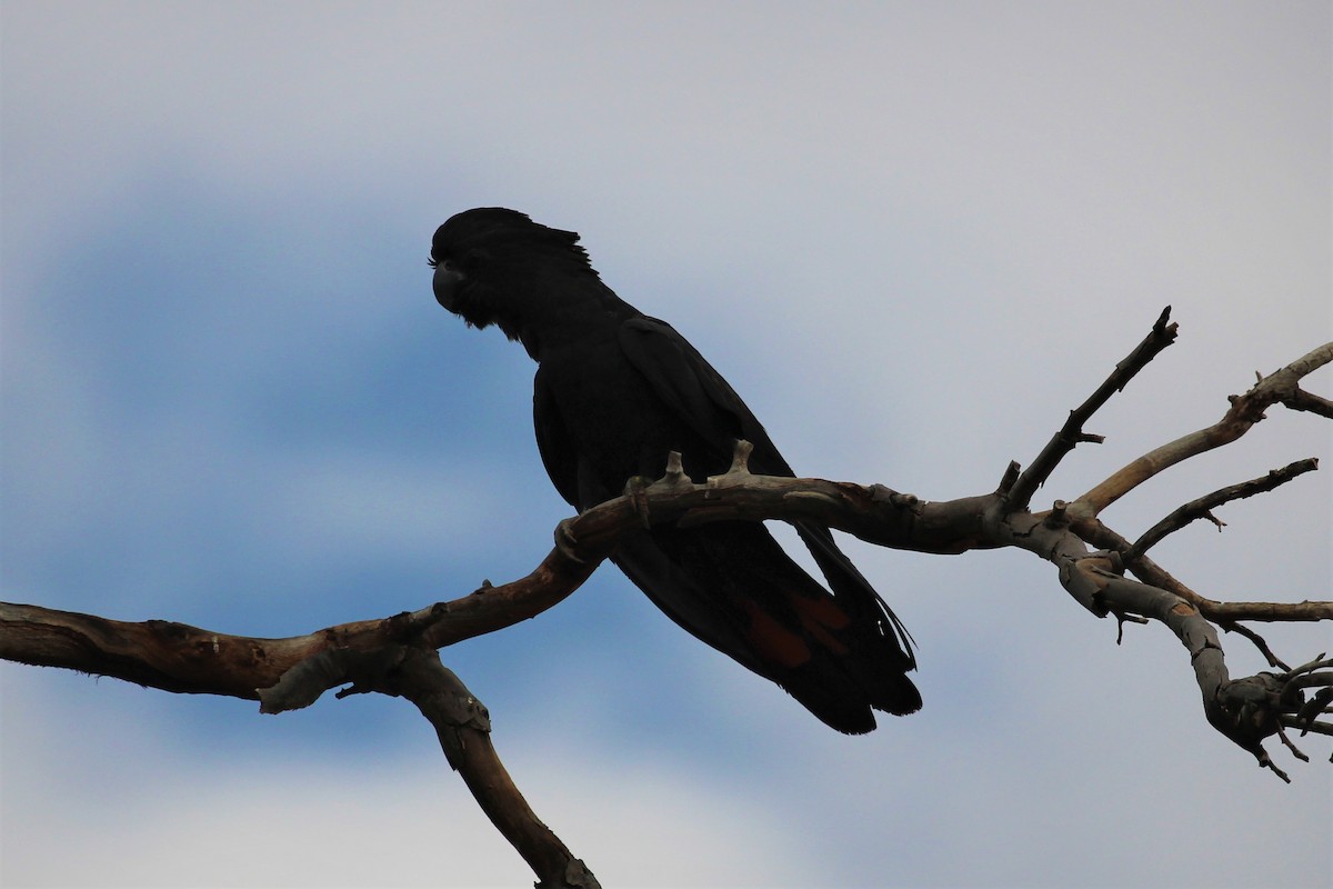Red-tailed Black-Cockatoo - Steven Edwards