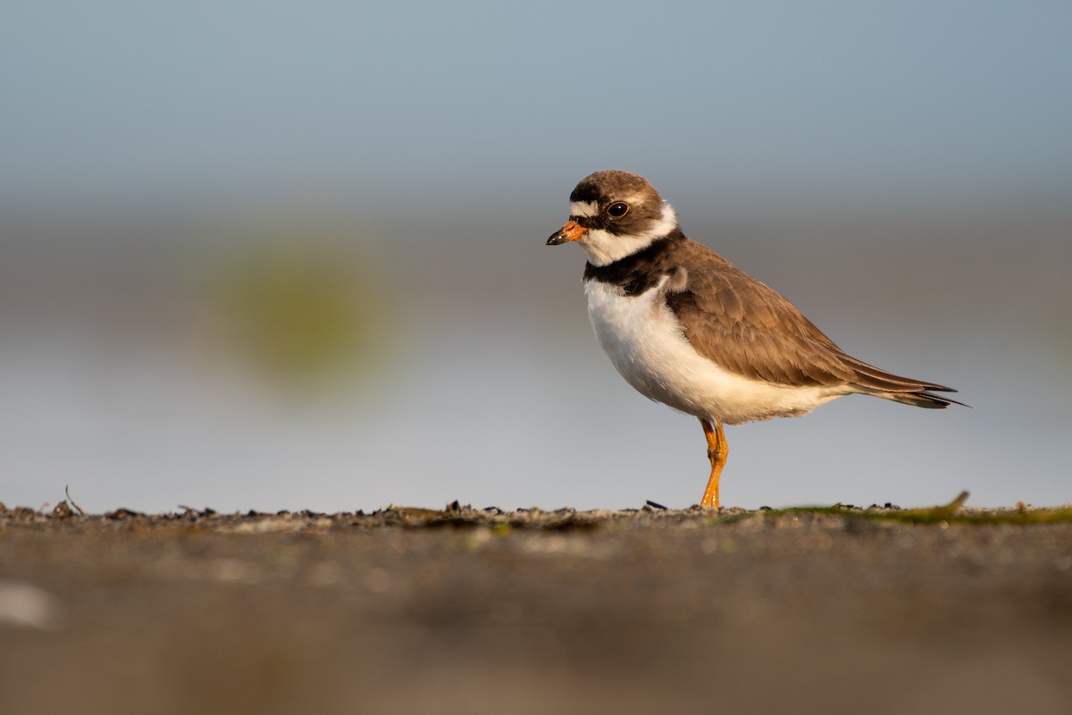 Semipalmated Plover - ML357397861