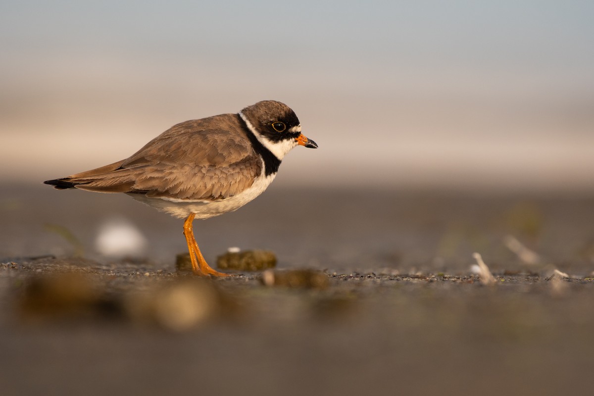 Semipalmated Plover - ML357398271