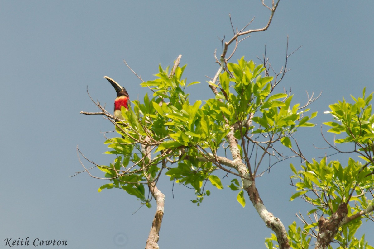 Red-necked Aracari - ML357401561