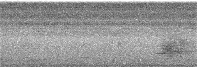 Graubrust-Ameisendrossel - ML357402721